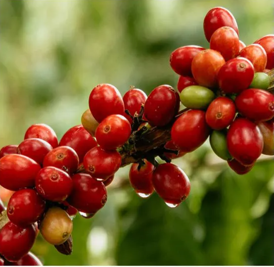 Colombia Decaf - Sugarcane