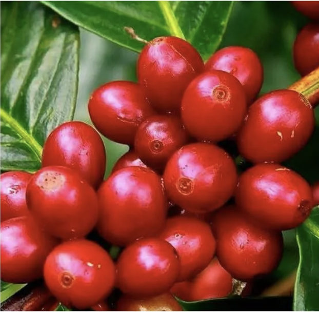 Brazil Eagle Monte Carmelo (Cafe Delas)