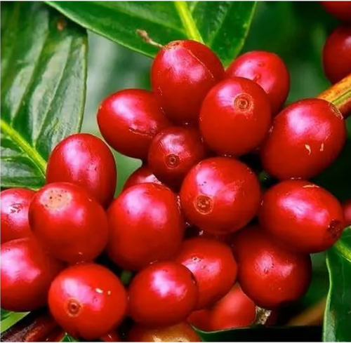 Brazil Eagle Monte Carmelo (Cafe Delas)
