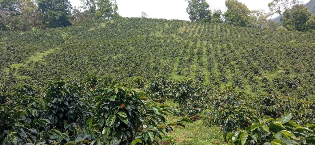 Colombia Espresso Roast