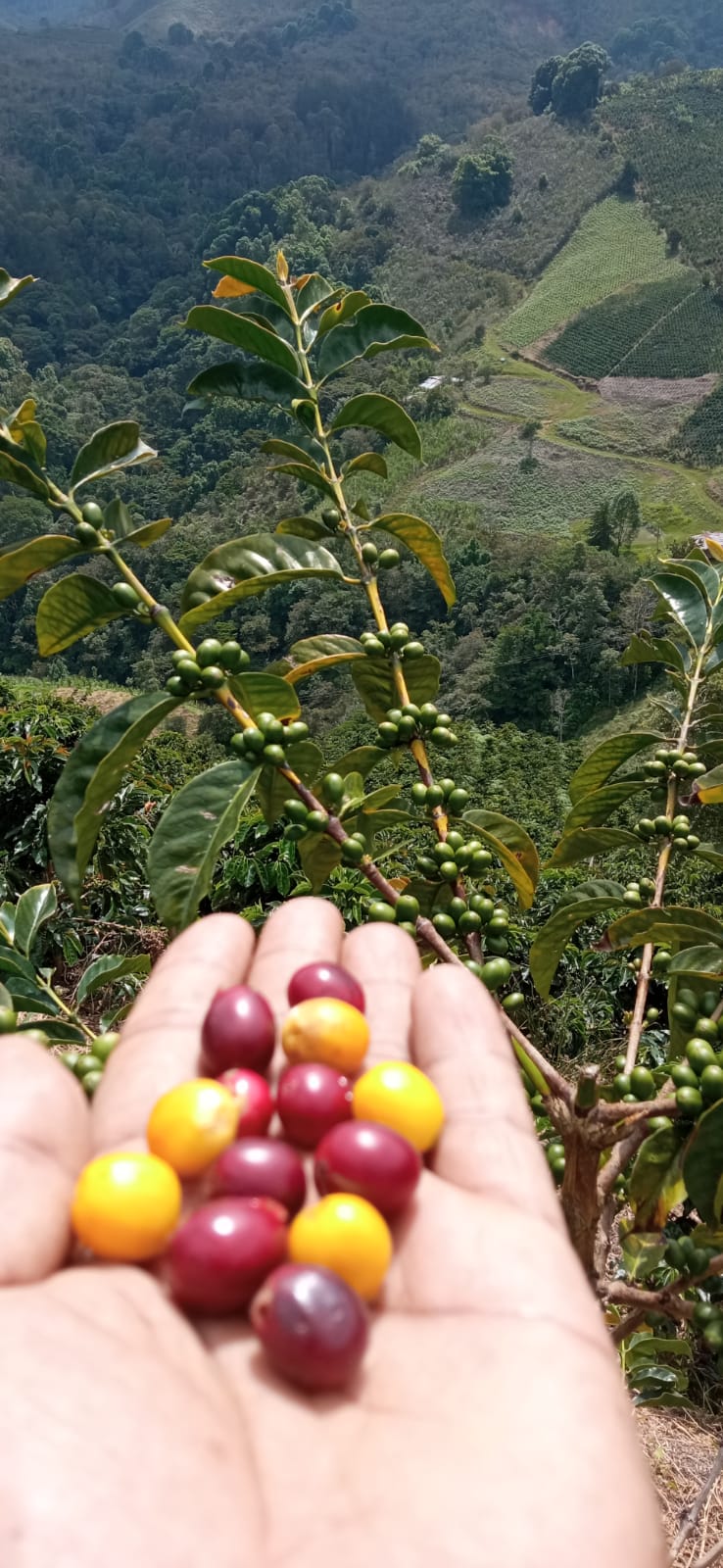 Colombia Espresso Roast